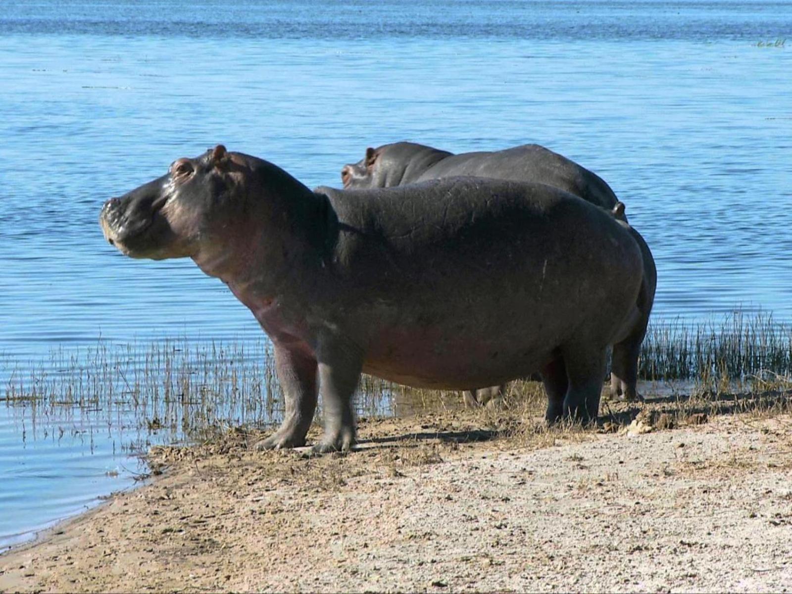 Kayova River Lodge Ndiyona Bagian luar foto